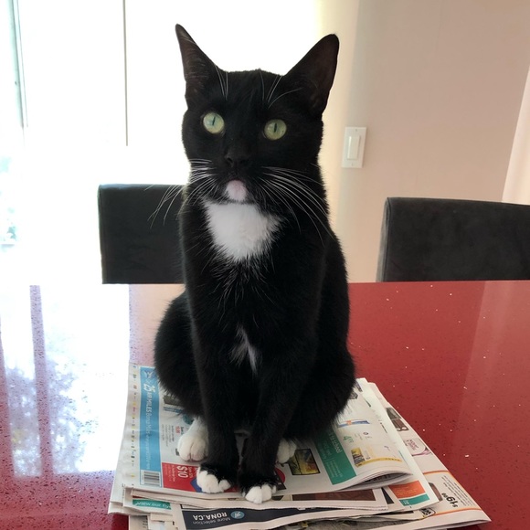 Meet your Posher, Natasha - Picture 1 of 1